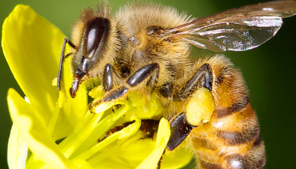 Top 3 Reasons To Save Arizona Bees